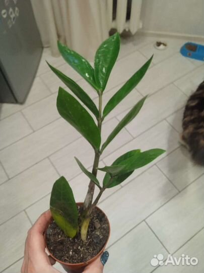 Замиокулькас