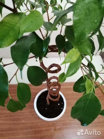 Фикус бенджамина спираль