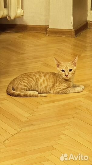 Кот в добрые руки