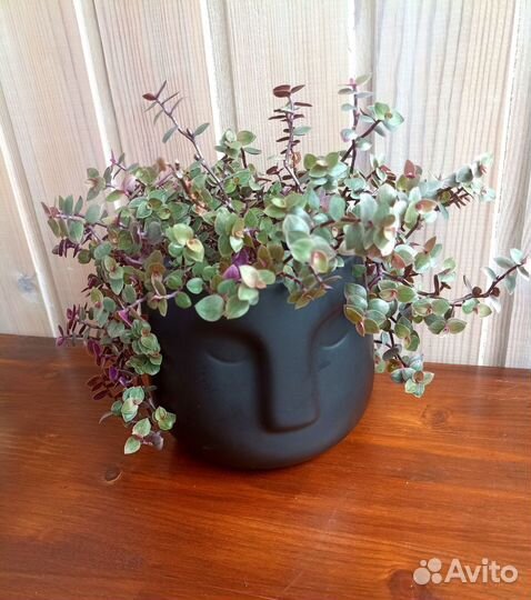 Растения для кашпо-головы