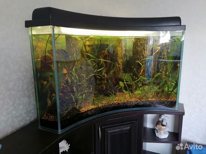 Аквариум