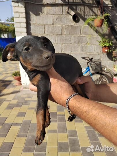 Щенки ягдтерьера