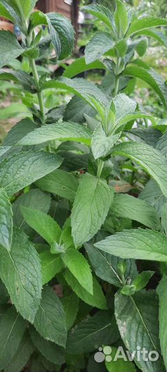 Мята и мелиса саженцы