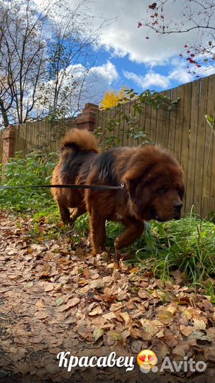 Гостиница для животных