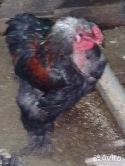 Цыплята породистые и кросс от домашних кур