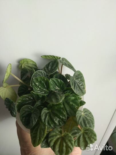 Пеперомии 2 сорта