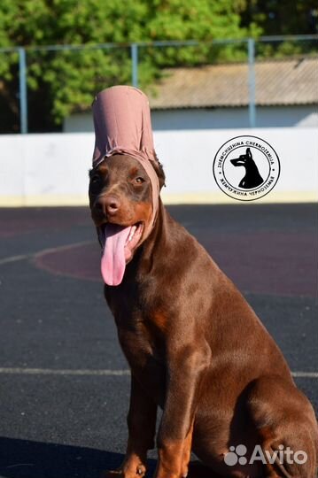 Подрощенные щенки добермана