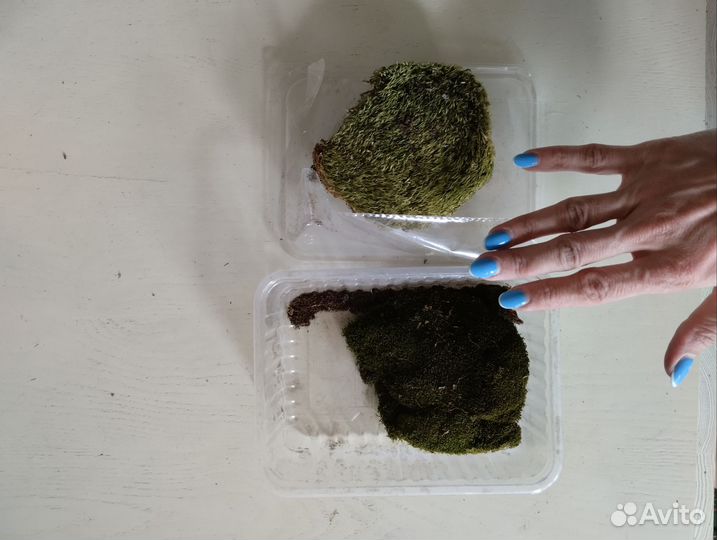 Мох сухой для декора (ягель, сфагнум)