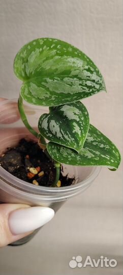 Сциндапсус триколор