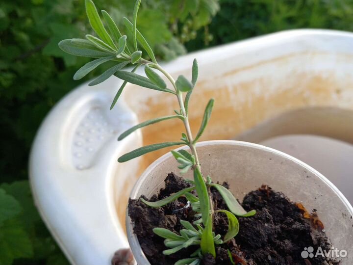 Рассада лаванды