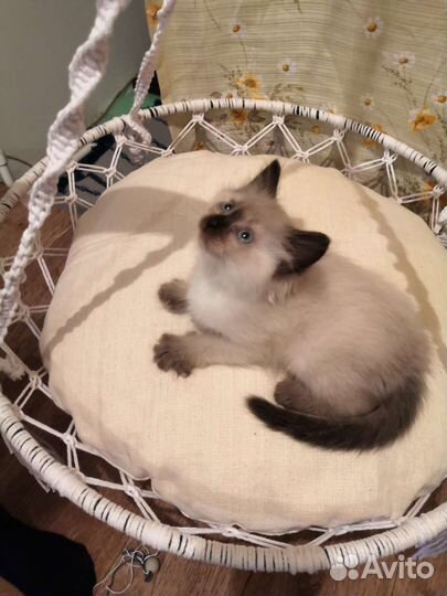 Лежанка для кошек. Макраме