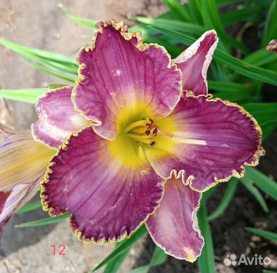 Набор садовых цветов