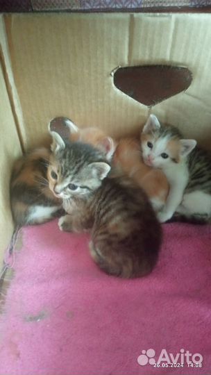 Котята в добрые руки бесплатно