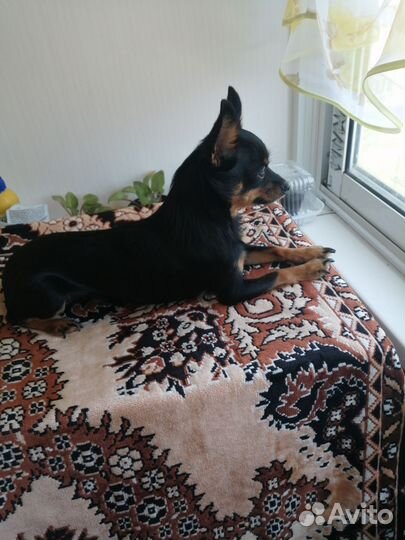 Мини той-терьер вязка