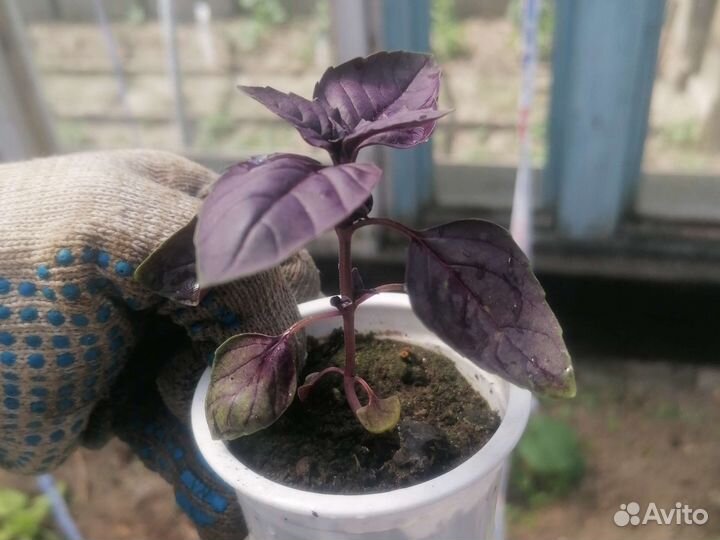 Рассада базилика