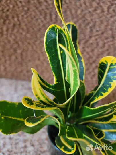 Кротон Йеллоу Банана