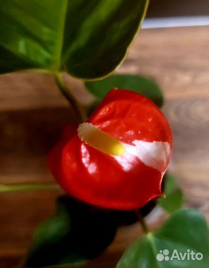 Антуриум Редкость