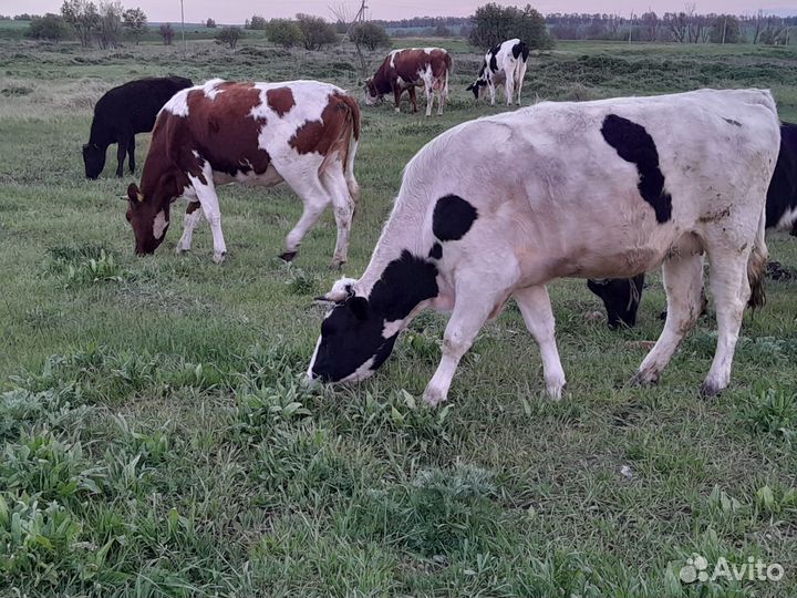 Корова,овец,бараны