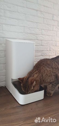 Умная кормушка для животных в прокат