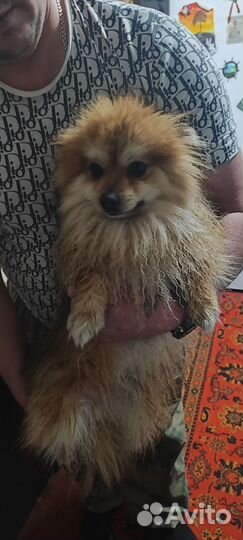 Немецкий шпиц