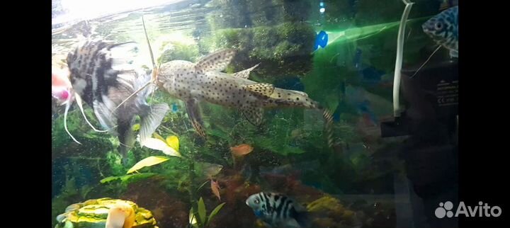 Сом синодонтис