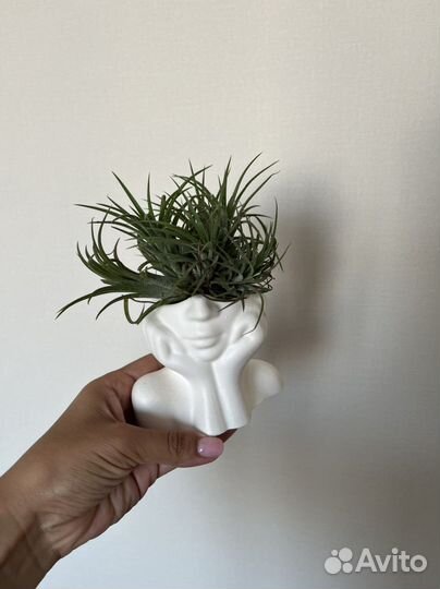 Тилландсия атмосферная