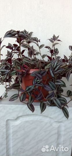 Цветок Традесканция Укорененные черенки