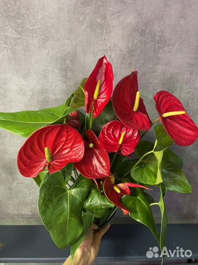 Комнатные растения, цветы