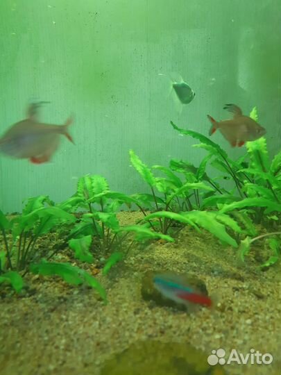 Аквариум,500литров