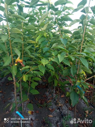 Саженцы плодовых деревьев