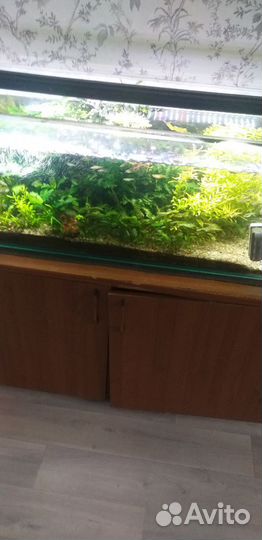 Аквариум