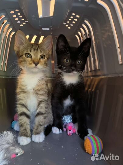 Котята ищут дом