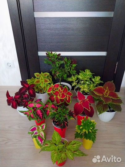 Яркие сорта колеусов