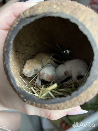 Песчанки в добрые руки 1 малыш