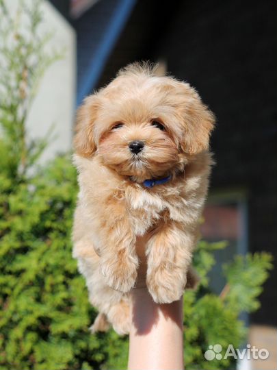 Мини мальтипу F1 малыши