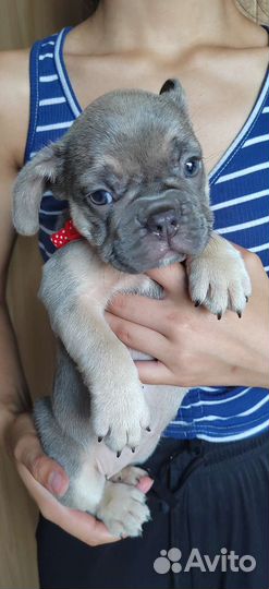 Изабелло генные девочки