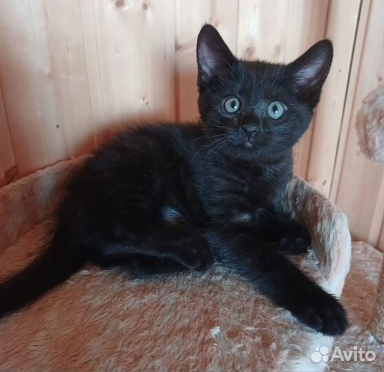 Отдам котенка