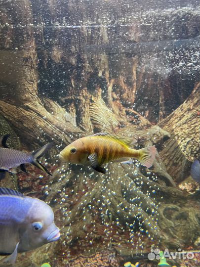 Аквариумные рыбки