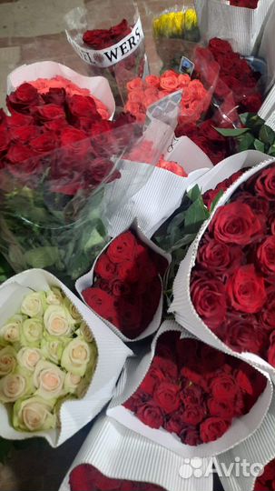 Роза Пачками Поштучно База цветов Опт