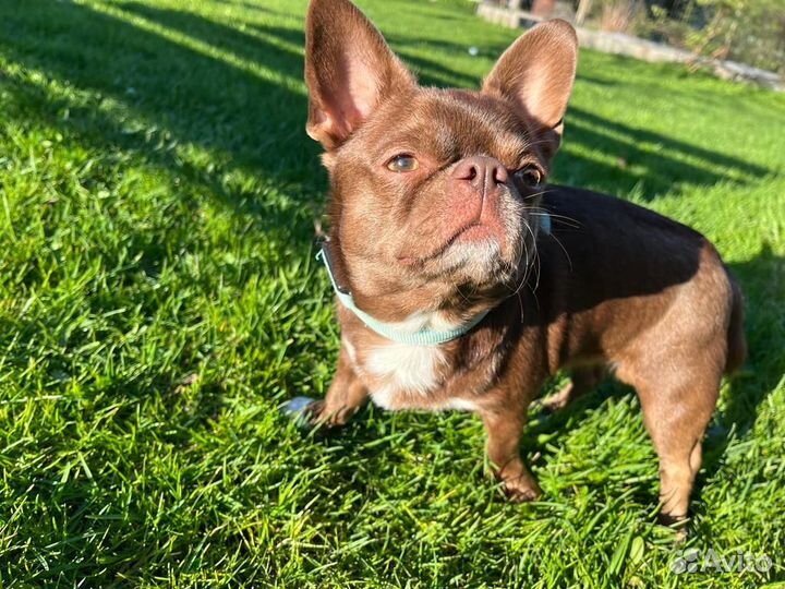 Чихуахуа кобель на вязку