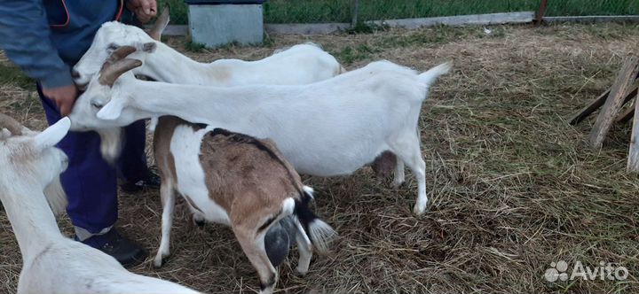 Козы дойные