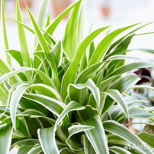 Хлорофитум