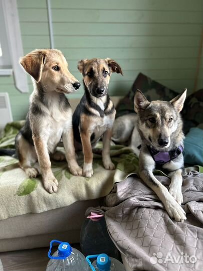 Собаки щенята девочки ищут любящую семью