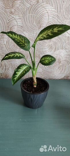 Диффенбахия