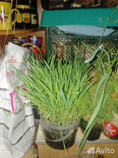 Трава для кошек