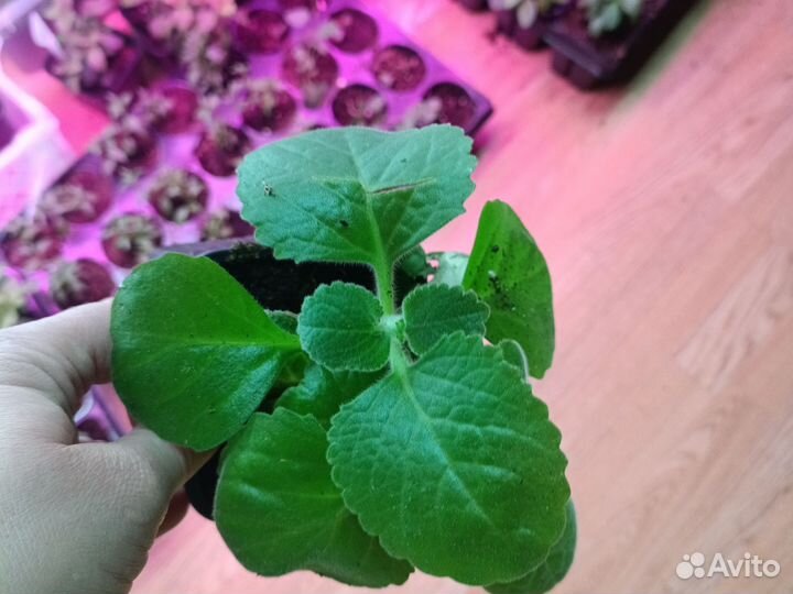 Плектрантус ампельный