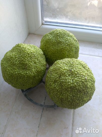 Мазь из маклюры + целебная грязь Сакского озера