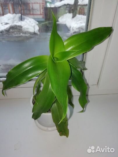 Лечебный золотой ус