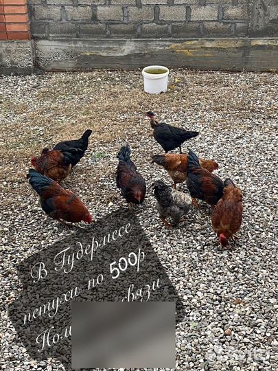 Молодняк домашние