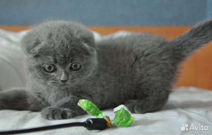 Шотландская вислоухая